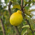 Pseudocydonia sinensis - 6