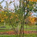 Pseudocydonia sinensis - 3