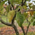 Pseudocydonia sinensis - 4