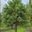 Sequoiadendron giganteum - 2