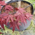 Acer palmatum 'Bloodgood'