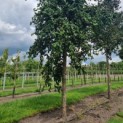 Corylus avellana 'Contorta' - Afbeelding 2