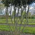 Prunus laur. Caucasica - 3