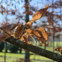 Carpinus betulus - 1