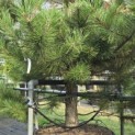 Pinus nigra subsp. Nigra - 1