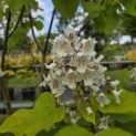 Catalpa bignonioïdes 'Aurea' - Foto 5