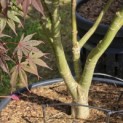 Acer palmatum 'Bloodgood' - 1
