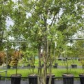 Quercus ilex - 2