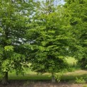 Carpinus betulus - 1