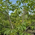 Juglans regia - 3