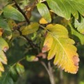 Sorbus 'Intermedia' - Foto 1