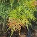 Acer palmatum 'Dissectum Viridis' - 1