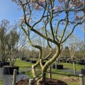 Magnolia 'Soulangeana' - Foto 1
