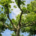 Platanus hispanica - zomer 2025