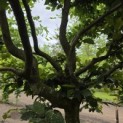 Carpinus betulus - 1