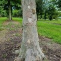 Platanus hispanica