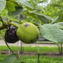 Juglans regia 'Cyril' - impressie grote walnoot Cyril