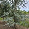 Cedrus libani 'Glauca' - 2