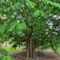Metasequoia glyptostroboides - chinese moerascipres