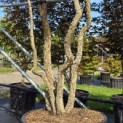 Quercus Suber - Foto 2