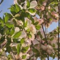 Cornus 'Stellar Pink' - Foto 4