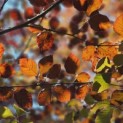 Fagus sylvatica 'Atropunicea' - impressie kleurnuances rode of bruine beuk