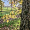 Liquidambar styraciflua - 2
