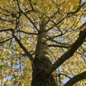Liquidambar styraciflua - 1
