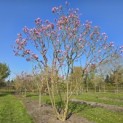Magnolia 'Susan' - 2