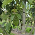 Acer rubrum 'Red Sunset' - 1