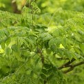 Gymnocladus dioica - 3