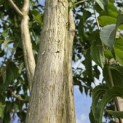 Heptacodium miconioides - Foto 9