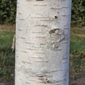 Betulus utilis Doorenbos (Jacquemontii) - Foto 4