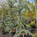 Cedrus libani 'Glauca' - 2