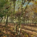 Platanus x Hispanica - 5