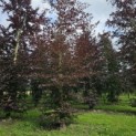 Fagus sylvatica 'Atropunicea' - Foto 1