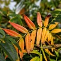 Sorbus 'Dodong' - Foto 4