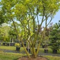 Magnolia 'Susan' - 3