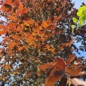 Fagus sylvatica 'Atropunicea' - Foto 2