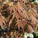 Acer palmatum Masu-kagami - 1