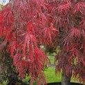 Acer palmatum 'Garnet' - 1