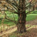 Metasequoia glyptostroboides - 1