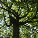 Fagus sylvatica - 7