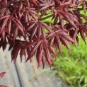 Acer palmatum 'Trompenburg' - Foto 1