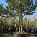 Pinus nigra 'Nigra' - 3