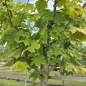Acer platanoides 'Princeton Gold' - 5