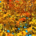 Parrotia persica - Foto 3