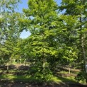 Fagus sylvatica - 2