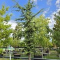 Cedrus libani - 2