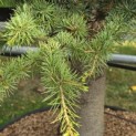 Cedrus libani - 1